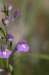 Helmet flower